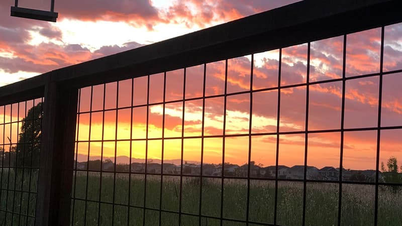 wild hog panels sunset view