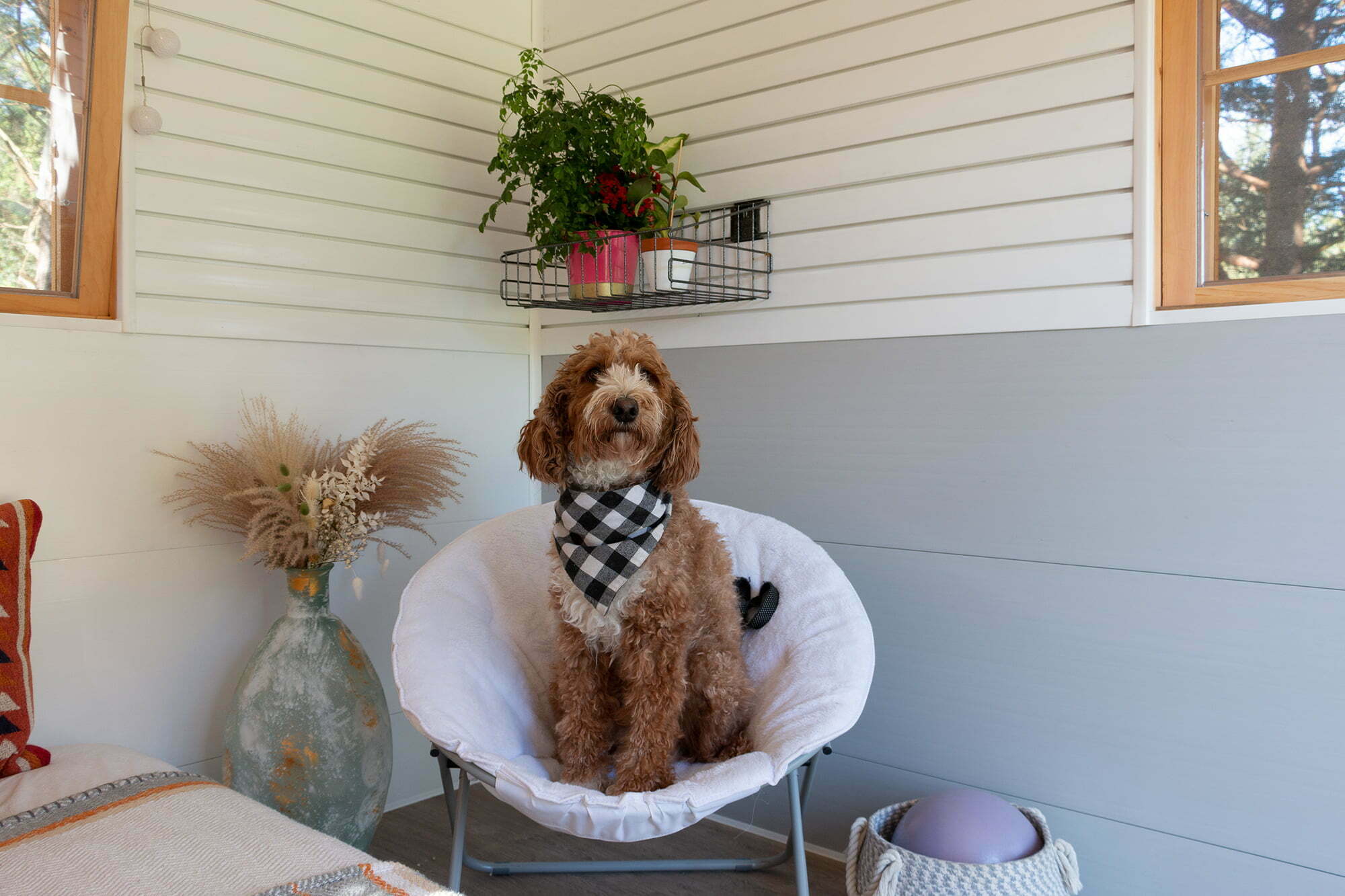 Trusscore inside she shed with dog in chair